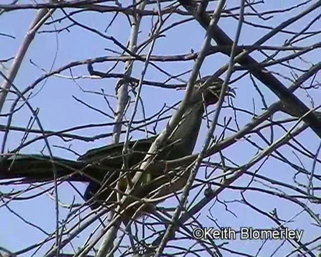 Rufous-vented Chachalaca (Rufous-tipped) - ML201023871