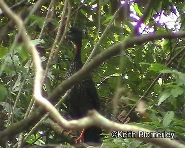 Crested Guan - ML201023881