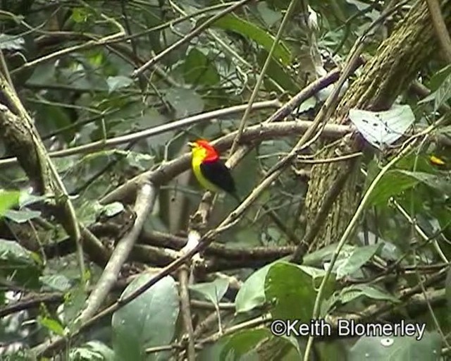 Wire-tailed Manakin - ML201023911