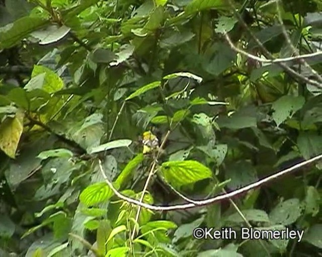 White-winged Tanager - ML201023921