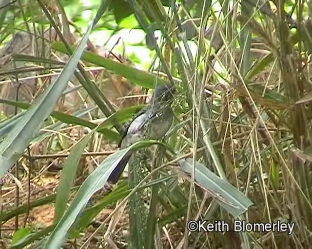 Gray Seedeater - ML201023931