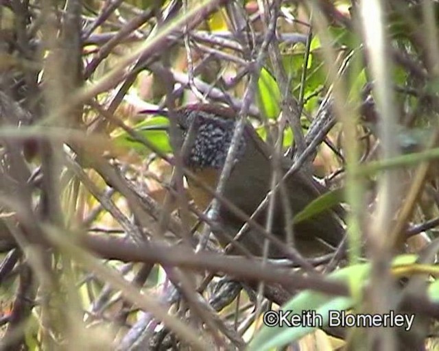 Rufous-breasted Wren - ML201023941