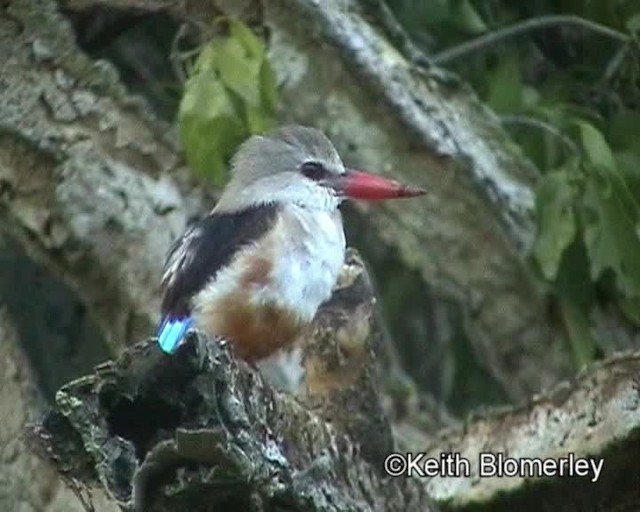 Gray-headed Kingfisher - ML201024001