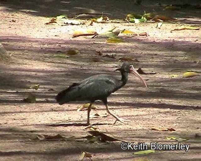 Bare-faced Ibis - ML201024011