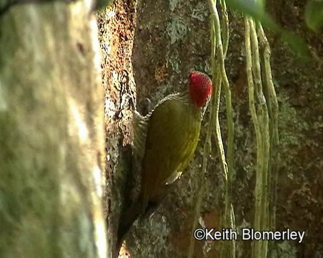 Carpintero Oliváceo (grupo rubiginosus) - ML201024031