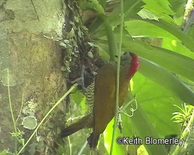 キンバネモリゲラ（rubiginosus グループ） - ML201024041