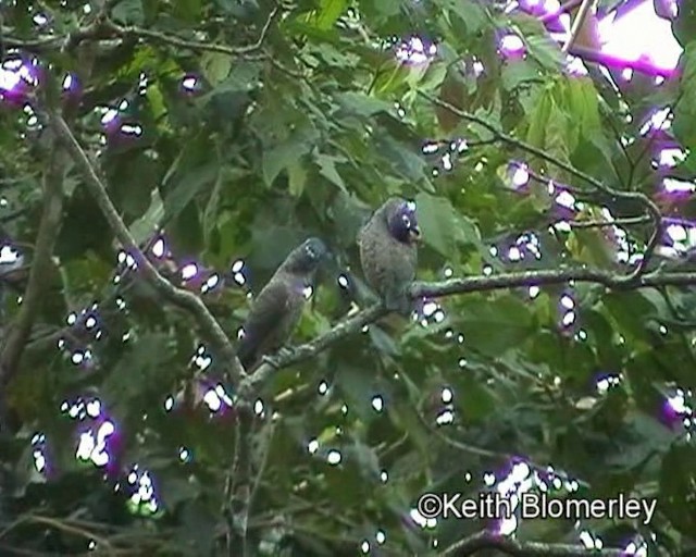 Red-billed Parrot - ML201024051