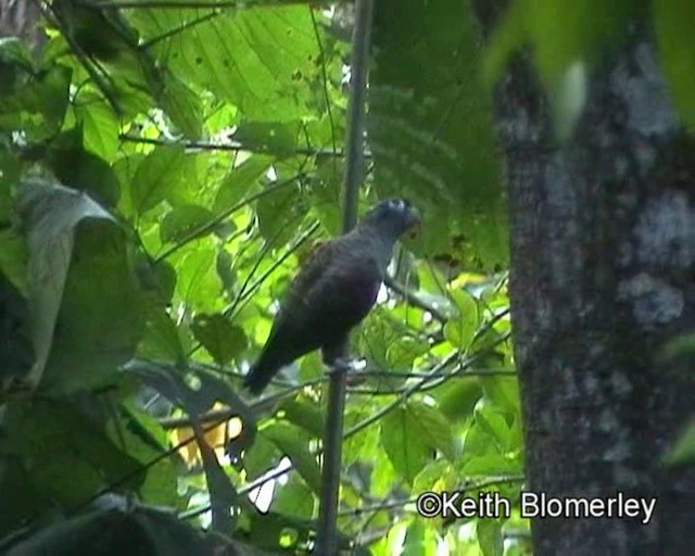 Red-billed Parrot - ML201024061