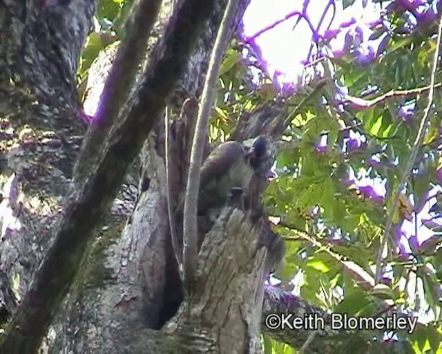 Red-billed Parrot - ML201024071