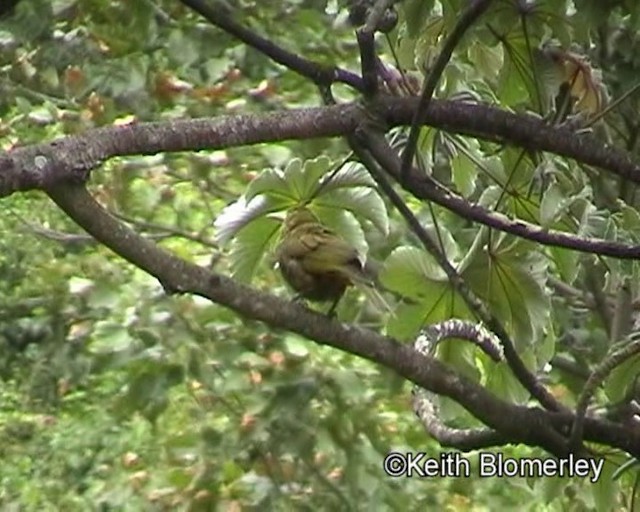Breithauben-Stirnvogel (oleagineus) - ML201024081