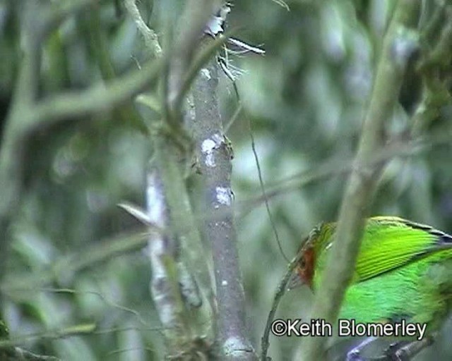 Tangara Cabecibaya (viridissima/toddi) - ML201024161