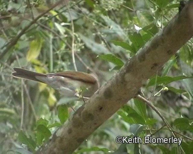 Pale-breasted Thrush - ML201024191