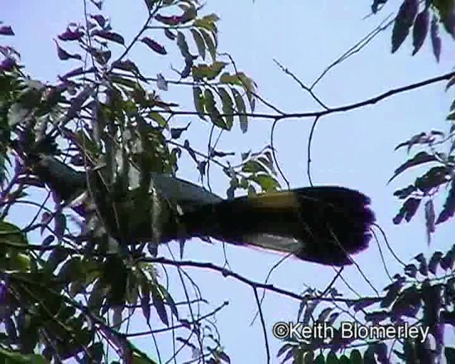 Great Blue Turaco - ML201024221