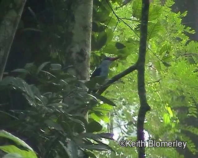 Blue-breasted Kingfisher - ML201024231