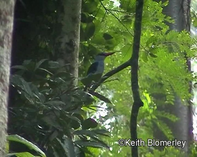 Blue-breasted Kingfisher - ML201024241