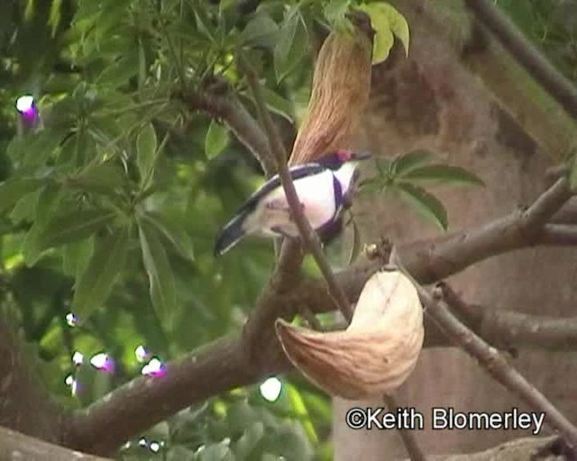 hvitvingepløsøye - ML201024321