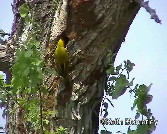 Black-headed Weaver - ML201024331