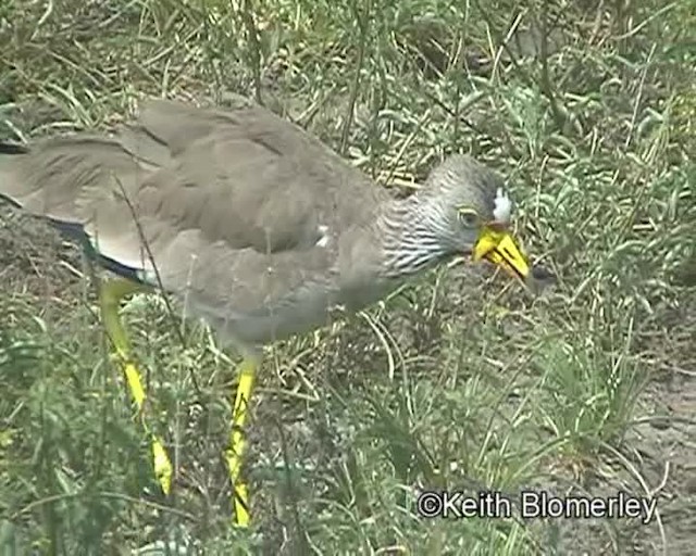 Wattled Lapwing - ML201024341