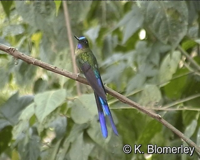 Violet-tailed Sylph - ML201024531