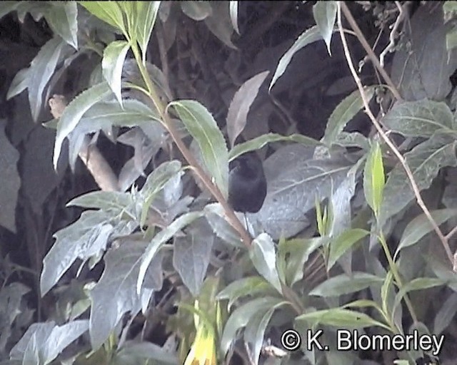 Black Flowerpiercer - ML201024571