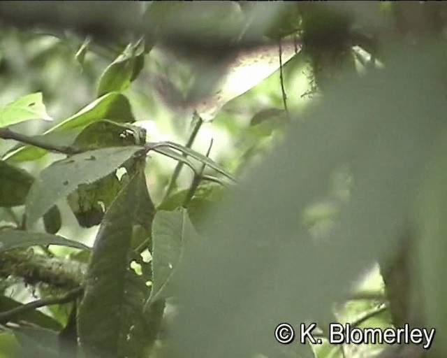 Three-striped Warbler (daedalus) - ML201024651