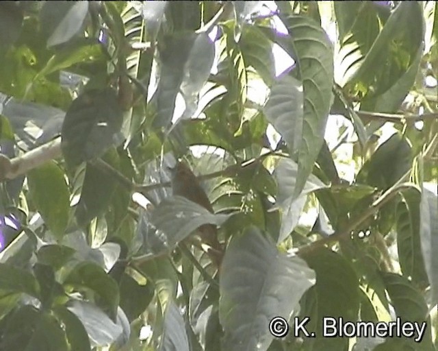 Red-faced Spinetail - ML201024661