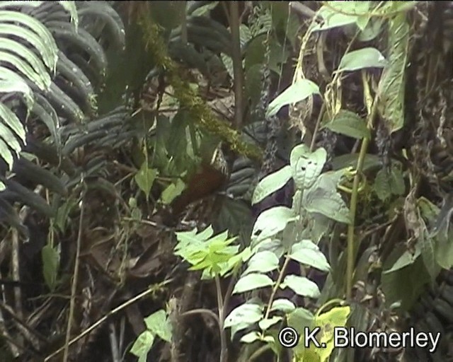 Pearled Treerunner - ML201024701