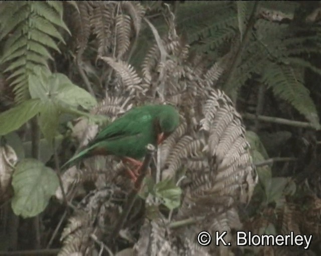 Grass-green Tanager - ML201024741