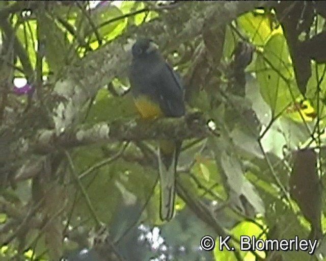 Trogon de Sclater - ML201024881