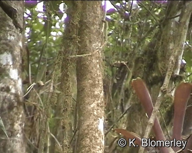kilenebbtreløper (pectoralis gr.) - ML201024891