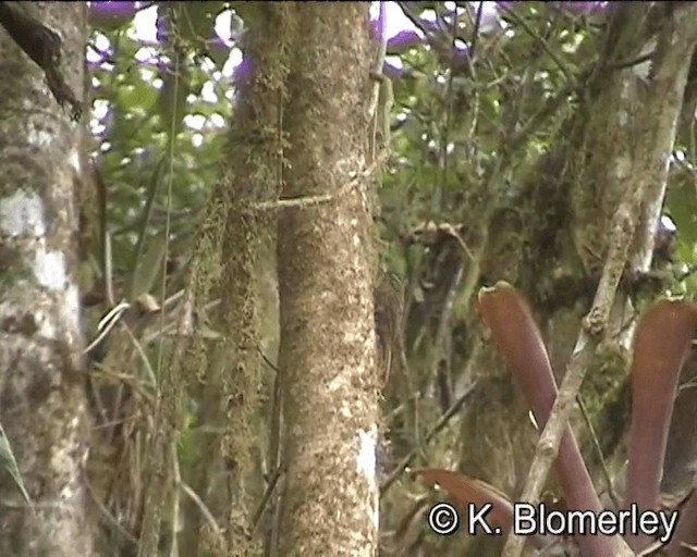 Wedge-billed Woodcreeper (pectoralis Group) - ML201024891