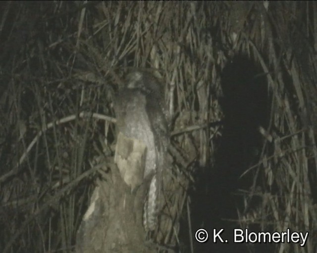 Common Potoo - ML201024911