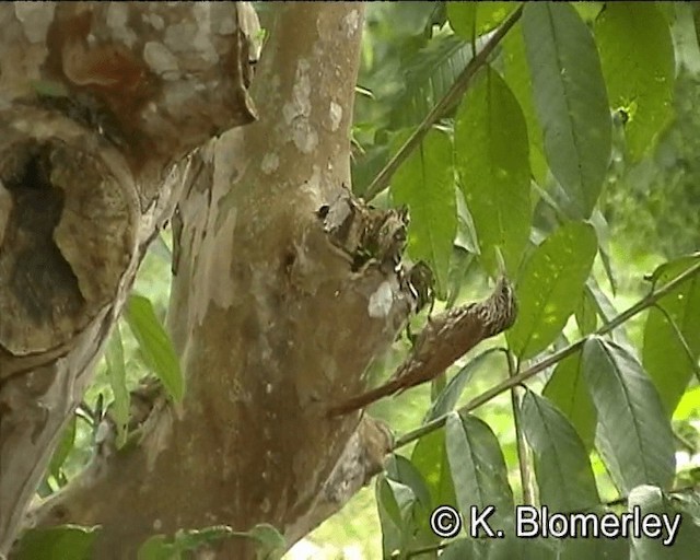 Streak-headed Woodcreeper - ML201024971