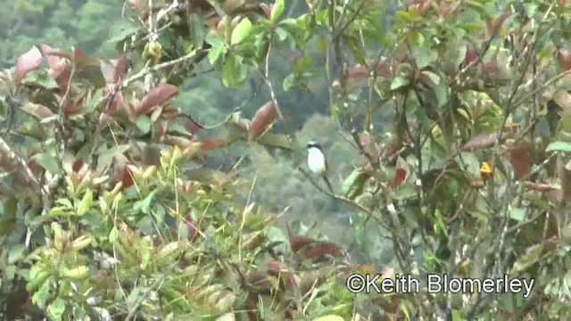 Mountain Shrike - ML201025001