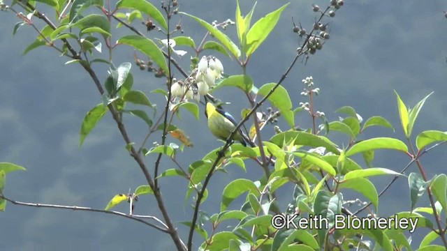 Metallic-winged Sunbird (Luzon) - ML201025021