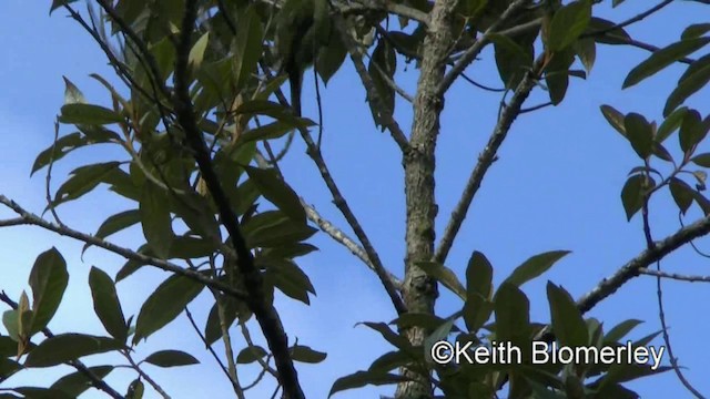 Chestnut-faced Babbler - ML201025031