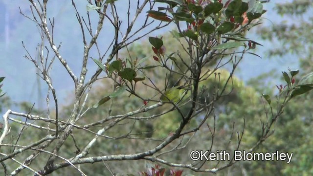 Negros Leaf Warbler - ML201025041