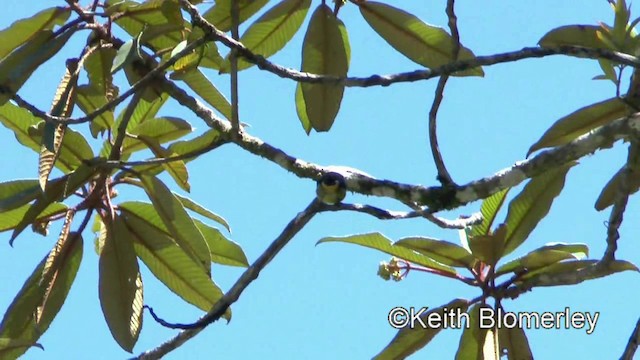 Yellow-crowned Flowerpecker - ML201025051