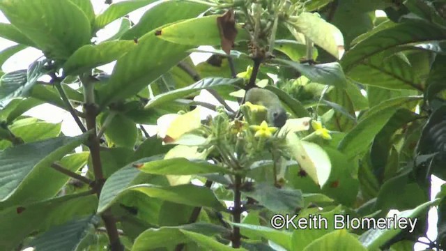 Metallic-winged Sunbird (Luzon) - ML201025061