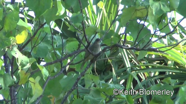 Ashy-fronted Bulbul - ML201025101