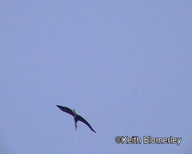 Asian Woolly-necked Stork - ML201025121