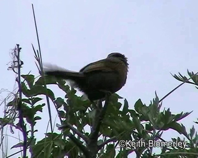 Streaked Laughingthrush - ML201025141