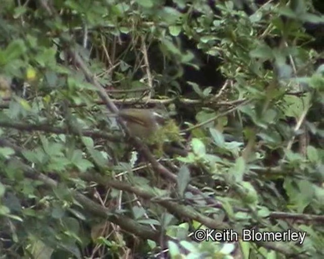 Fulvetta de Hodgson - ML201025161