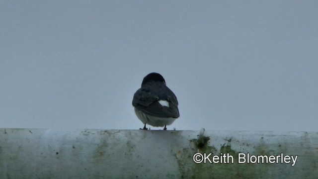 White-rumped Swallow - ML201025231