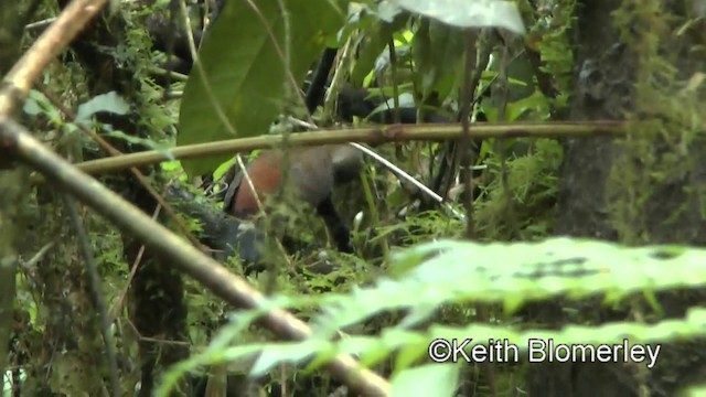 Rufous-breasted Leaftosser (Rufous-breasted) - ML201025271