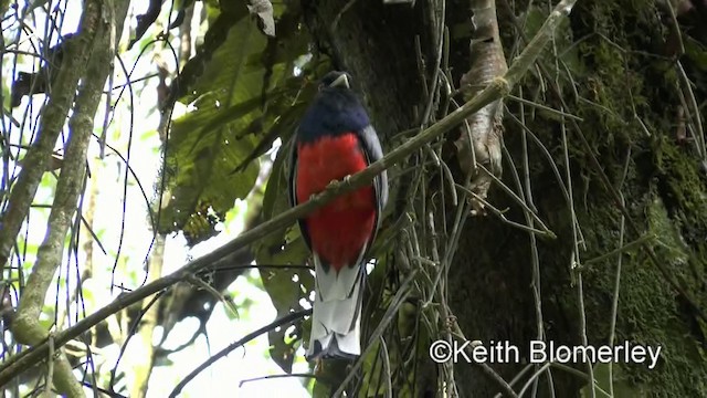 Surucua Trogon (Red-bellied) - ML201025281