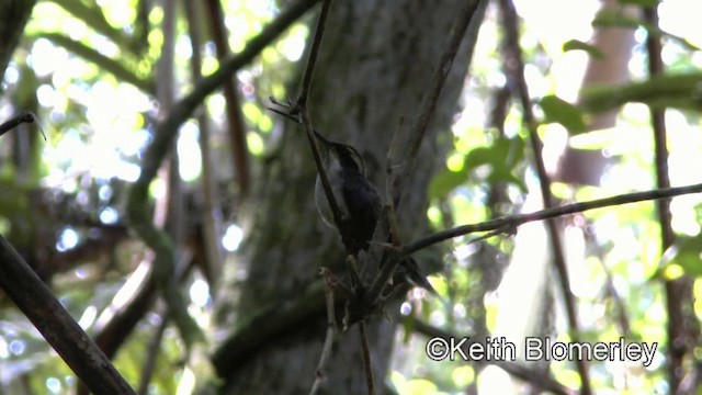 ウロコユミハチドリ - ML201025291