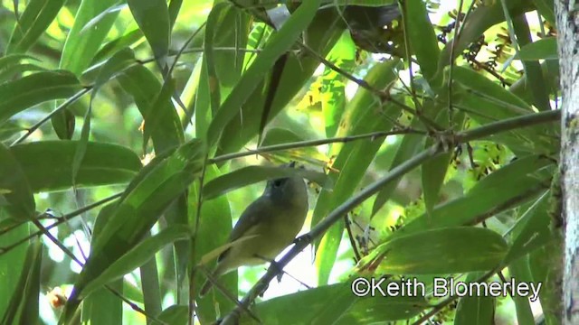 Rostkappenvireo - ML201025301