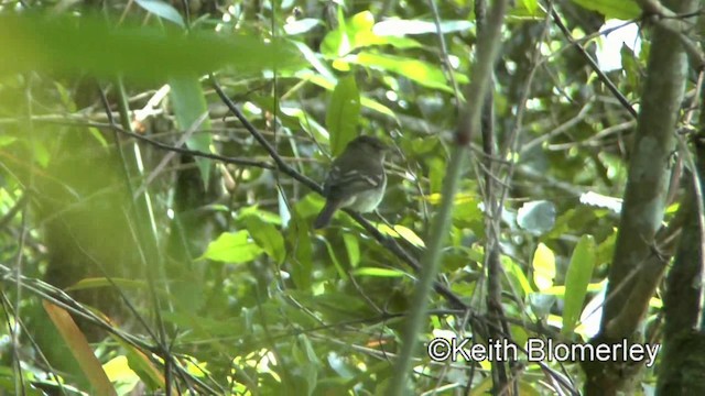 Euler's Flycatcher - ML201025311