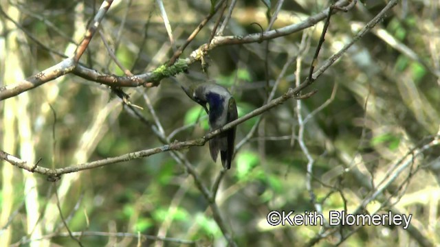 Colibri à huppe bleue - ML201025341